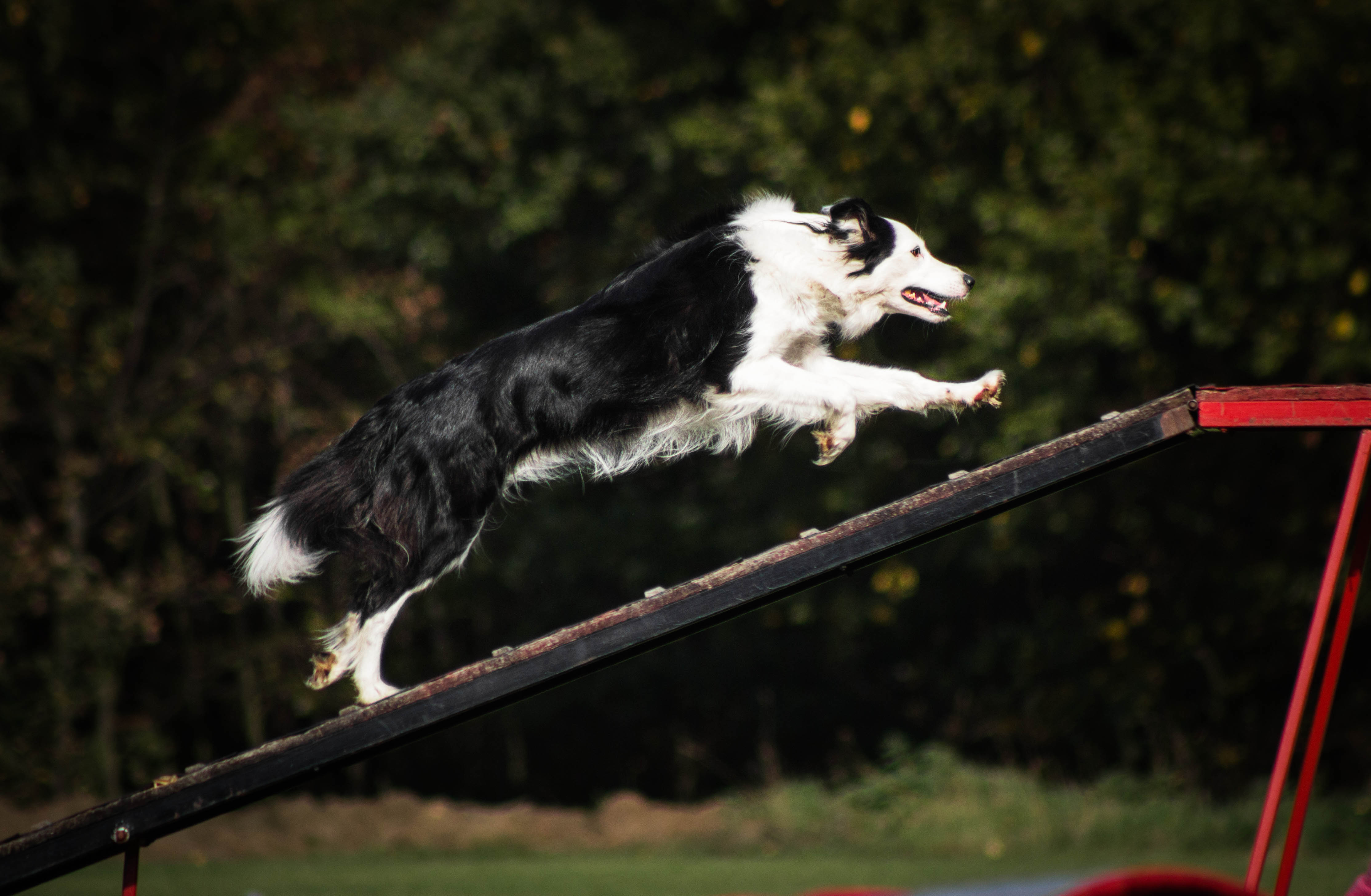Dog Ramp: Before Purchasing, Consider the Following Features